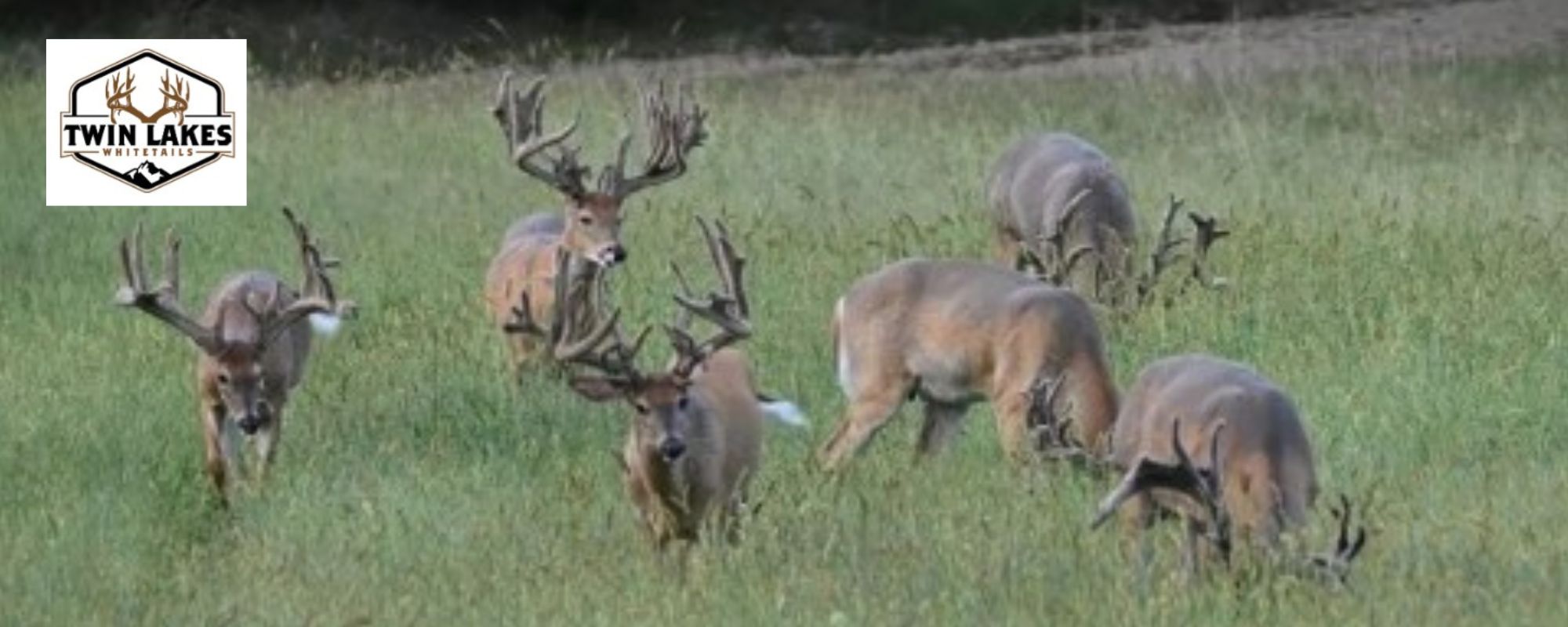 TrophyWhitetailHuntsTrophyGroup